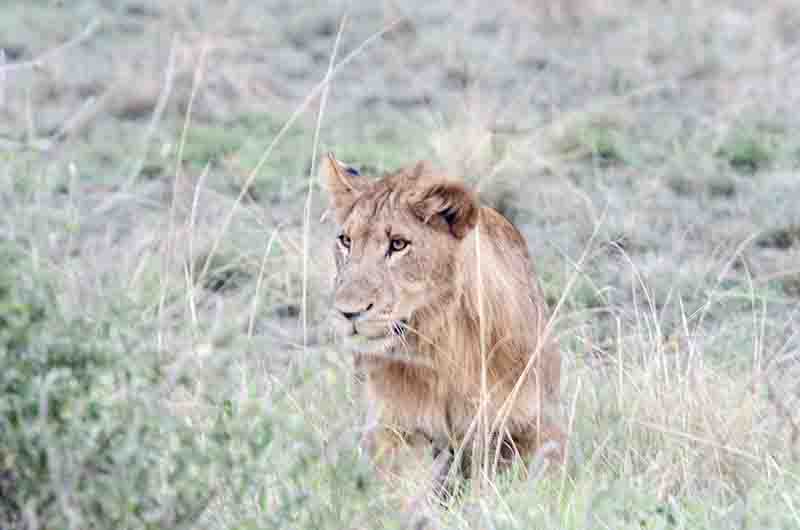 11 - Leon joven - parque nacional Queen Elizabeth - Uganda